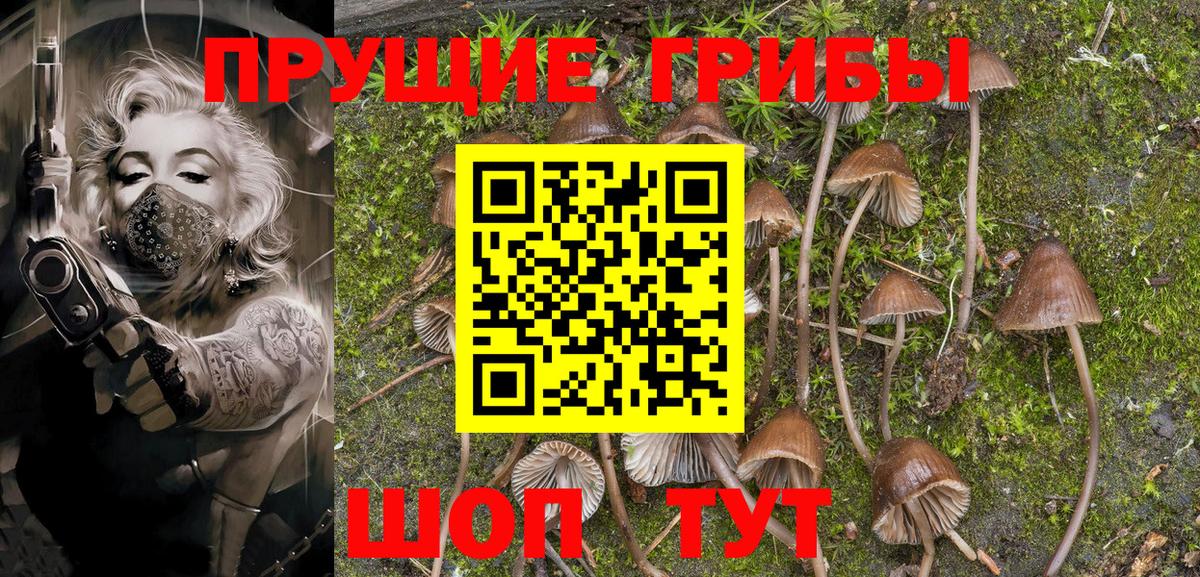 магазин  наркотиков  Семилуки  Псилоцибиновые грибы GOLDEN TEACHER 